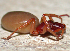 Dysdera crocata Dysdera crocata